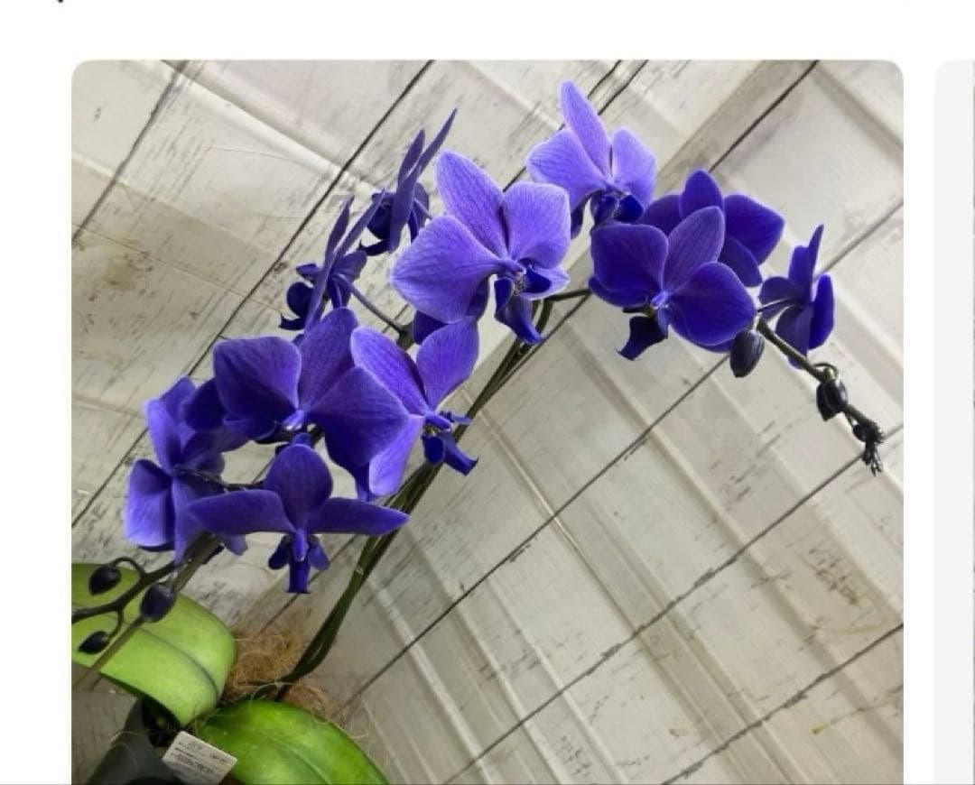 ⑥正規品 希少品種 胡蝶蘭 コチョウラン ファレノプシス ブルージーン