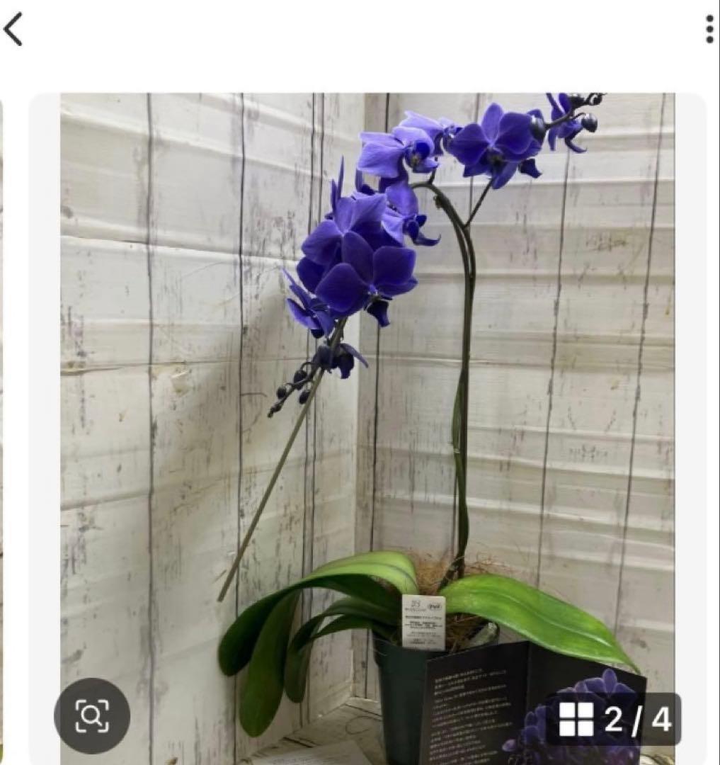 ⑥正規品 希少品種 胡蝶蘭 コチョウラン ファレノプシス ブルージーン