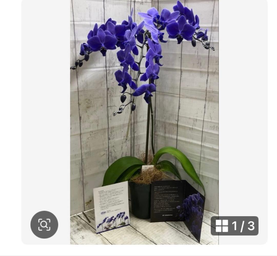 ④正規品　希少品種　胡蝶蘭　コチョウラン　ファレノプシス　ブルージーン　パープル ⑥正規品 希少品種 胡蝶蘭 コチョウラン ファレノプシス ブルージーン